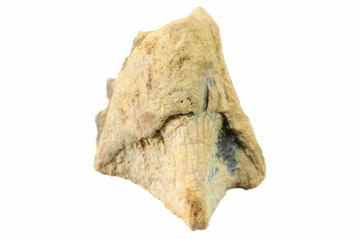 Fossil Dinosaur (Triceratops) Shed Tooth - Montana #339804
